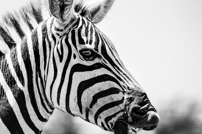 2 Days Amboseli Park Overnight Private Safari - A look at Maasai culture near the park