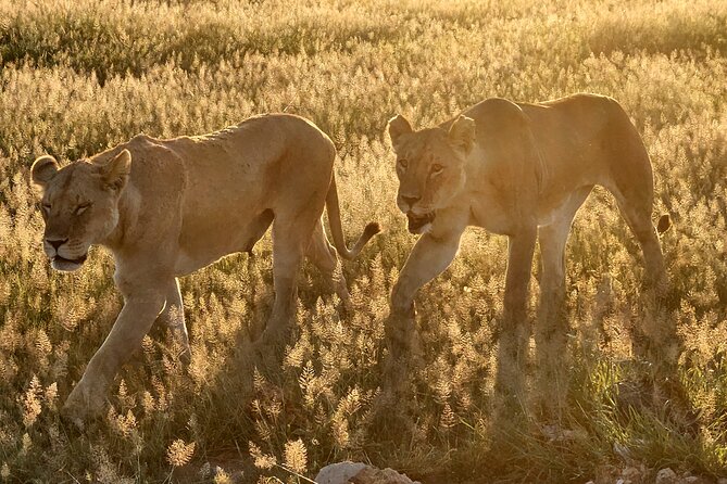 2 Days Amboseli Park Overnight Private Safari - What the $475 price covers