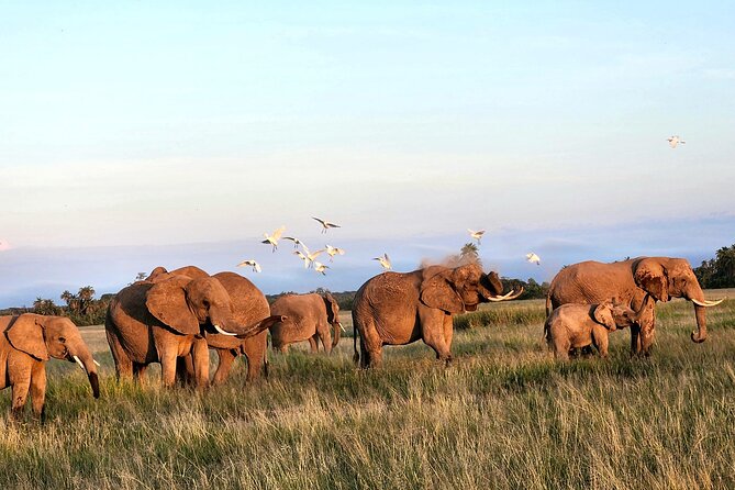 2 Days Amboseli Park Overnight Private Safari - How the private arrangement affects your day