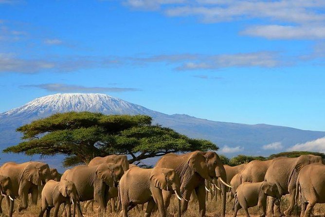 2 Days Amboseli Private Safari - Why Amboseli works so well for a short safari