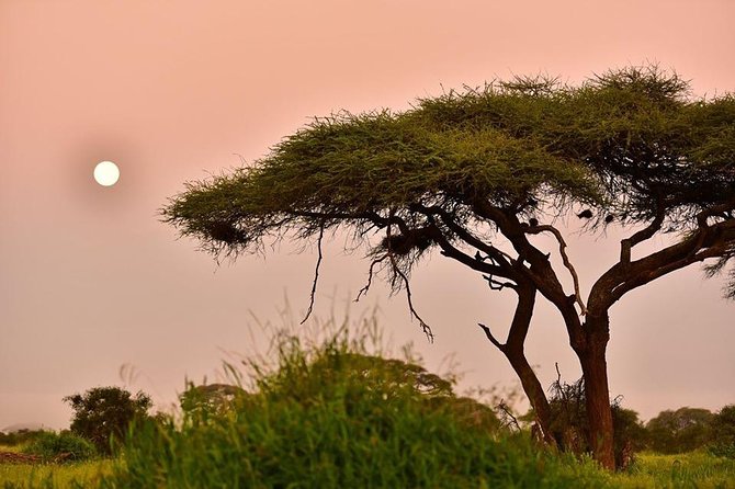 2 Days Amboseli Private Safari - Elephants, birds, and the Kilimanjaro view
