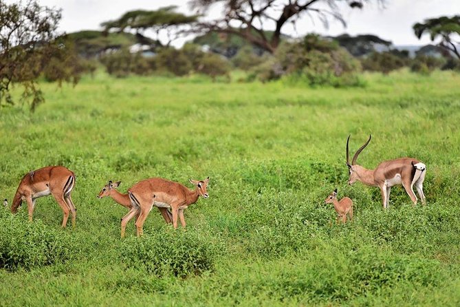 2 Days Amboseli Private Safari - Where meals and the overnight stay fit in