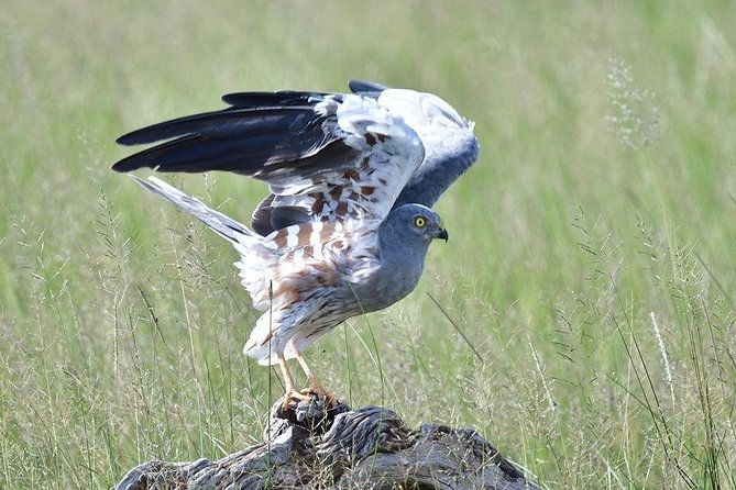 2 Days Amboseli Private Safari - The private guide makes the difference