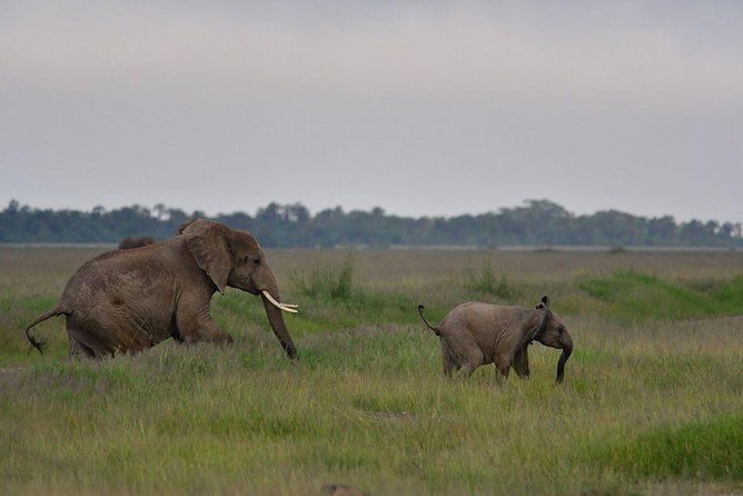 2 Days Amboseli Private Safari - Is $559 a fair price?