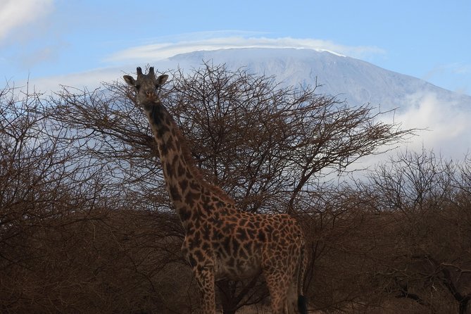 2 Days Amboseli Safari - Key points at a glance