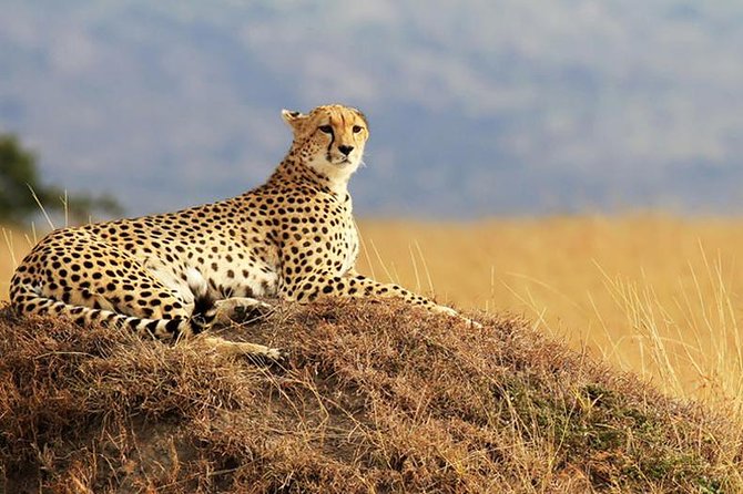 2 Days Amboseli Safari Adventure from Nairobi Classic Game Drives - Why Amboseli works so well for a short safari