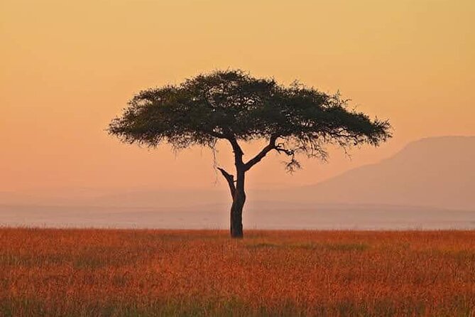 2 Days Amboseli Safari Adventure from Nairobi Classic Game Drives - Morning and afternoon drives give you more chances