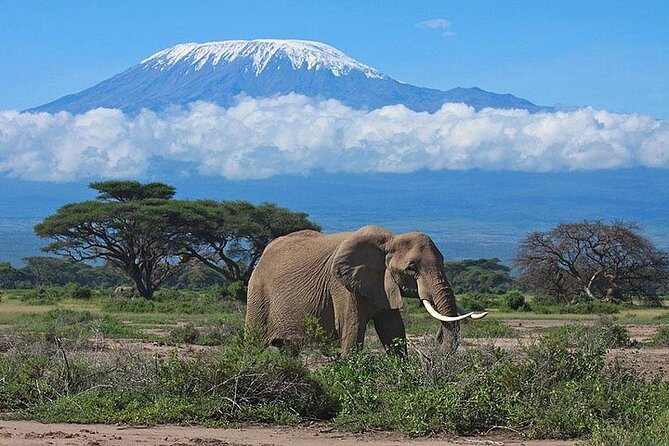 2 Days Amboseli Safari Adventure from Nairobi Classic Game Drives - What the overnight stay adds