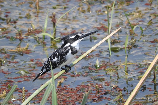 2 Days Amboseli Safari - Day one: lunch, lodge time, and a 4:00 pm game drive
