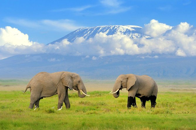 2 days group safari to Amboseli National park (Mon-Wed-Sat only) - Key points to know before booking