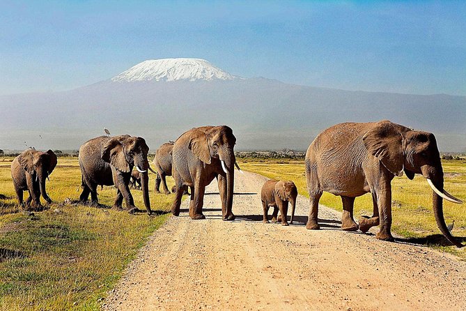 2 days group safari to Amboseli National park (Mon-Wed-Sat only) - Why Amboseli works well for a short safari