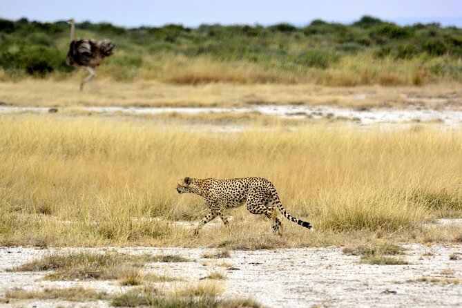 2 days group safari to Amboseli National park (Mon-Wed-Sat only) - Afternoon wildlife viewing in Amboseli