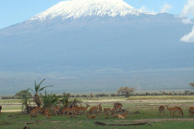2 days group safari to Amboseli National park (Mon-Wed-Sat only) - One night at a lodge or permanent camp