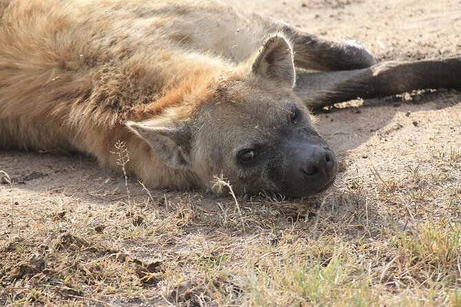 2 days group safari to Amboseli National park (Mon-Wed-Sat only) - The early game drive on day two