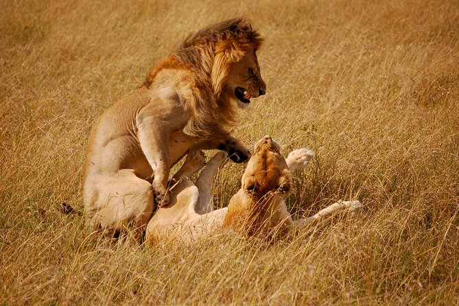 2 days group safari to Amboseli National park (Mon-Wed-Sat only) - What the $200 price really covers