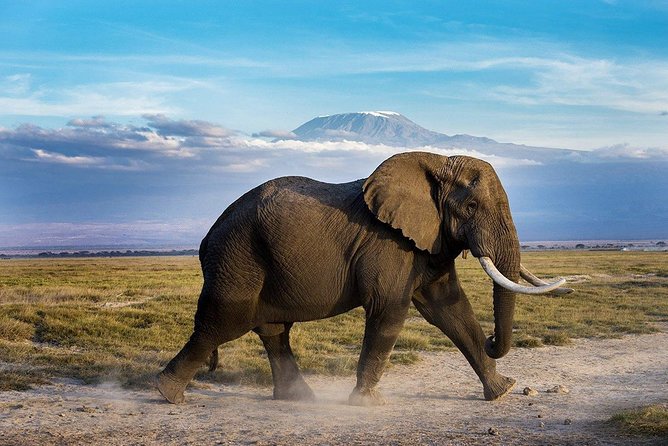 2 days group safari to Amboseli National park (Mon-Wed-Sat only) - Who will get the most from this safari