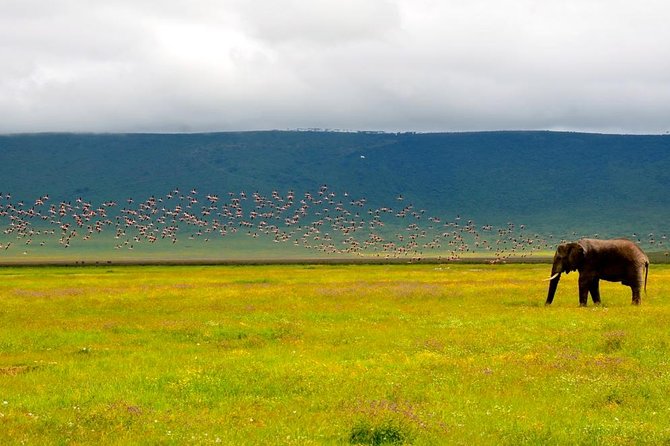 2 days group safari to Amboseli National park (Mon-Wed-Sat only) - Booking details and cancellation