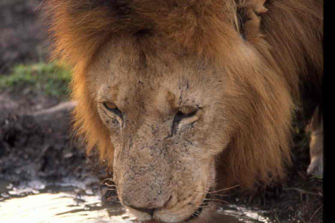 2 days group safari to Amboseli National park (Mon-Wed-Sat only) - The 7:30 am departure from Nairobi