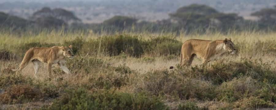 2 Days Group tour to Amboseli Using Landcruiser 4x4 Jeep - Why Amboseli works so well for a short safari