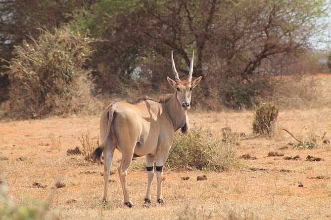 2 Days Kenya Safari special Tsavo East and Taita hills Saltlick from Mombasa - Why Tsavo East works for a two-day safari