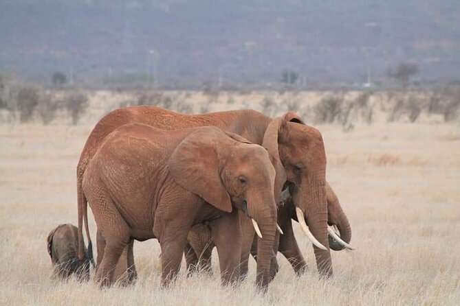 2 Days Kenya Safari special Tsavo East and Taita hills Saltlick from Mombasa - Your first game drive in Tsavo East