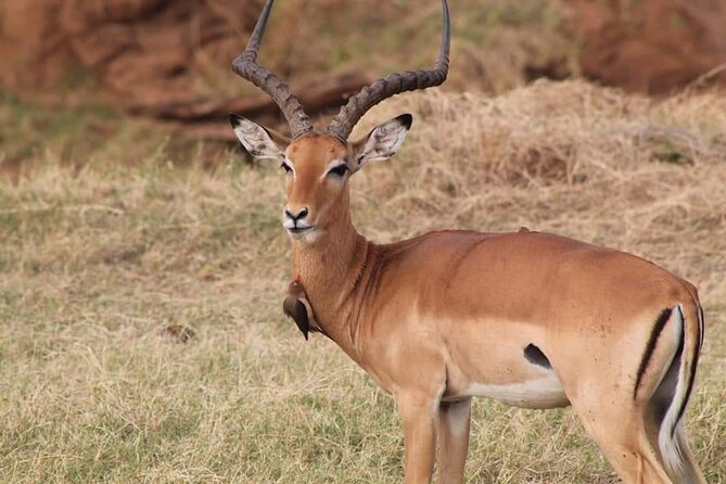 2 Days Kenya Safari special Tsavo East and Taita hills Saltlick from Mombasa - The overnight stop and the Taita Hills connection