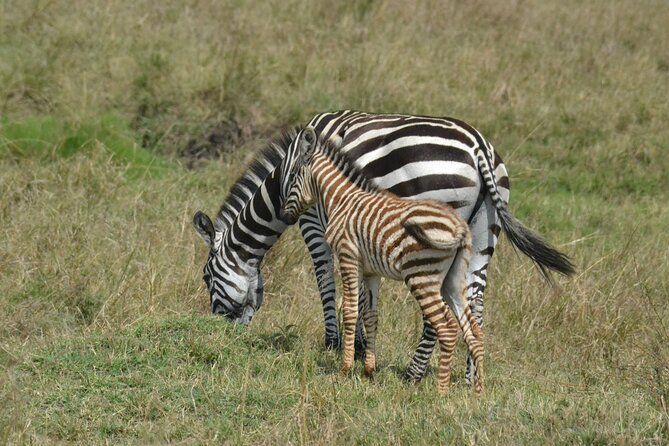 2 Days Kenya Safari special Tsavo East and Taita hills Saltlick from Mombasa - Day two starts before breakfast