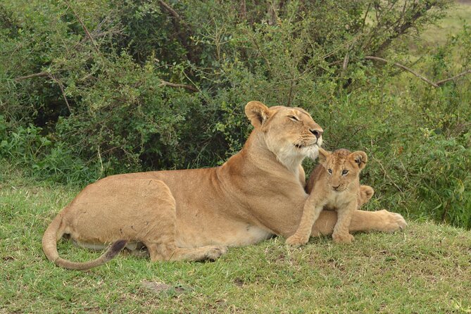 2 Days Kenya Safari special Tsavo East and Taita hills Saltlick from Mombasa - Wildlife expectations in Tsavo East
