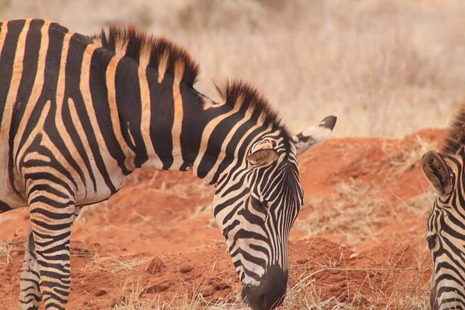 2 Days Kenya Safari special Tsavo East and Taita hills Saltlick from Mombasa - What the $520 price means