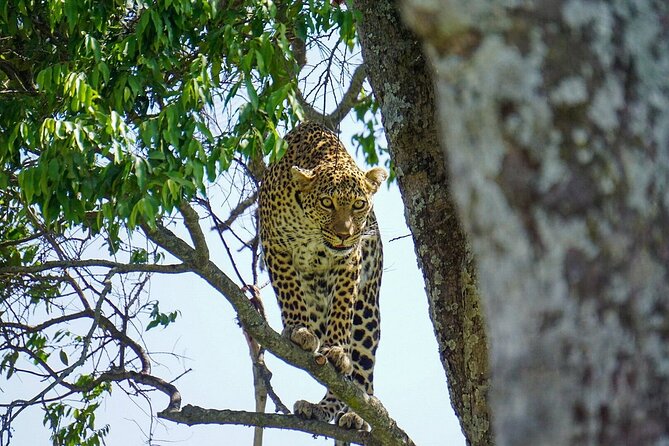 2 Days Masai Mara Private Safari From Nairobi - What this two-day Masai Mara safari really offers