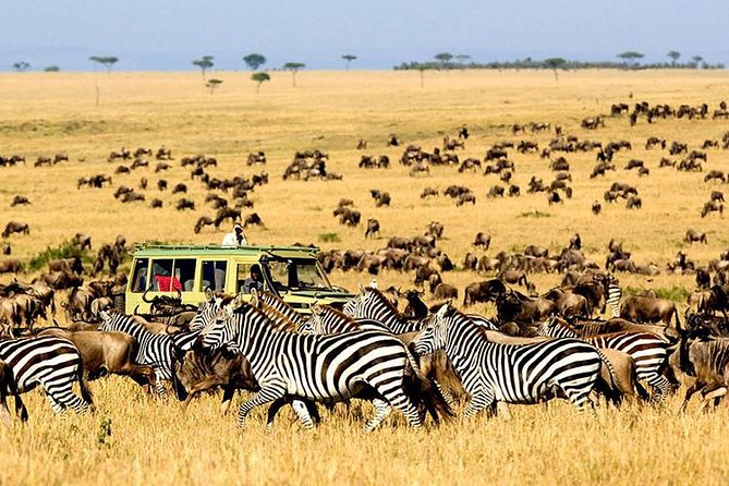 2 Days Masai Mara Private Safari From Nairobi - Day 2: the value of an early morning game drive