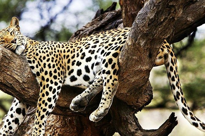 2 Days Masai Mara Private Safari From Nairobi - Wildlife chances and the Big Five