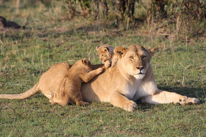 2 Days Masai Mara Private Safari From Nairobi - Shared vehicle, guide, and camp comfort