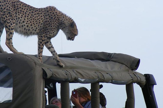 2 Days Masai Mara Private Safari From Nairobi - Who should book this safari?
