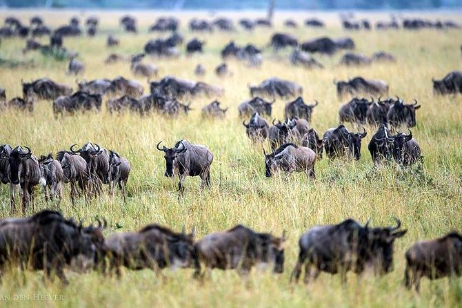 2 Days Masai Mara Private Safari From Nairobi - Leaving Nairobi at 6:00 am for the reserve