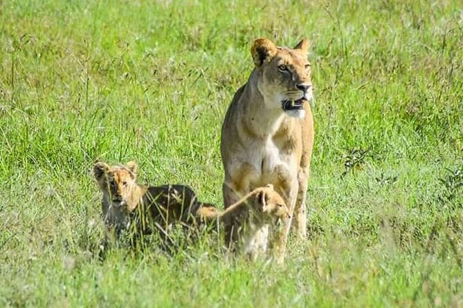 2 Days safari of Masai Mara - Key points to know before booking