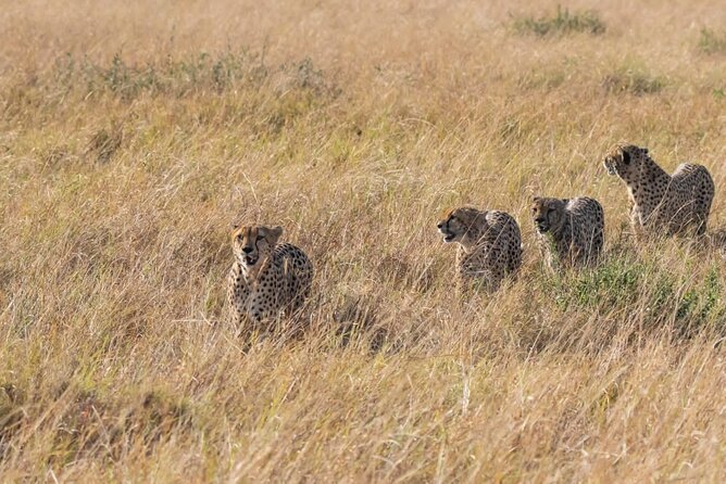 2 Days safari of Masai Mara - Why two days can work in the Maasai Mara