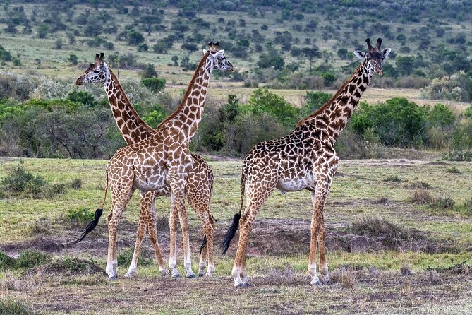 2 Days safari of Masai Mara - The optional dawn hot-air balloon ride