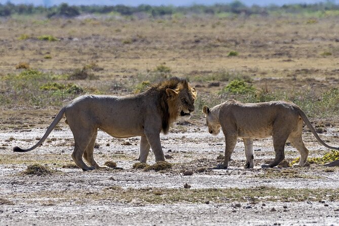 2 Days safari of Masai Mara - Is $598 a fair price?