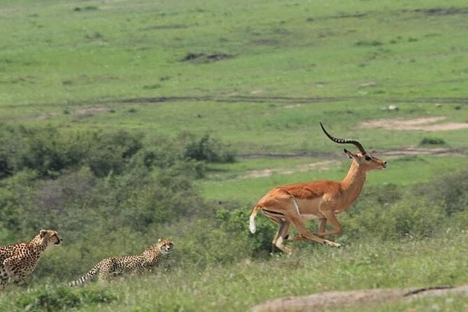 2 Days safari of Masai Mara - Leaving Nairobi early for Narok and the Mara