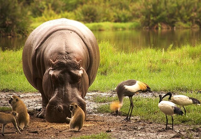 2 Days Safari Tsavo East - Key points before you book
