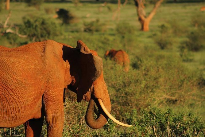 2 Days Safari Tsavo East - Leaving Mombasa at 6 a.m. for Tsavo East