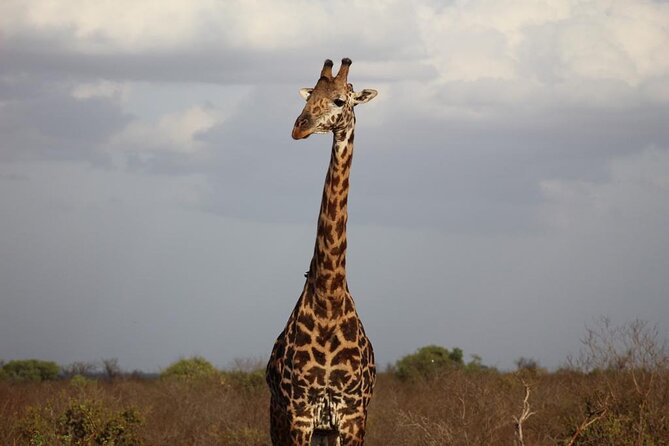 2 Days Safari Tsavo East - What you may see in Tsavo East