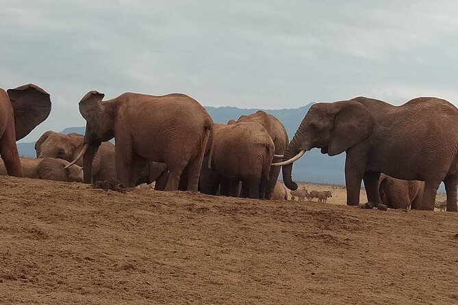 2 Days Safari Tsavo East - Breakfast, checkout, and the second day