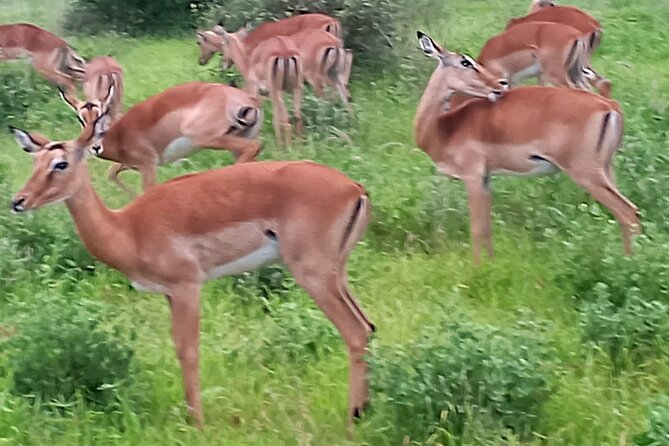 2 Days Safari Tsavo East - Is $600 per person good value?