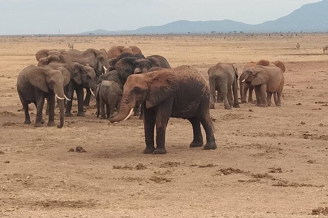 2 Days Safari Tsavo East - The practical compromises of a short safari