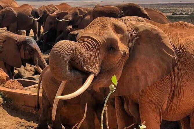 2 Days Safari Tsavo East - Who should choose this Tsavo East safari?