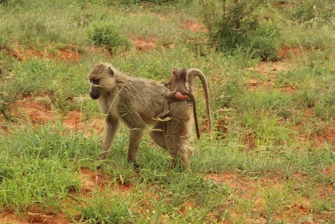 2 Days Safari Tsavo East - The first Tsavo East game drive before lunch