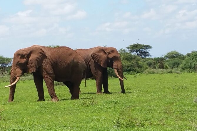 2 Days Salt Lick Safari Tour - Leaving Mombasa at 6:30 am