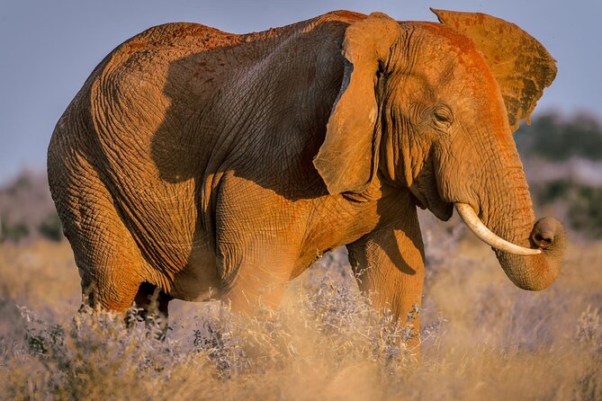 2 Days Tsavo East and Ngutuni Sanctuary starting from Mombasa. - Key points before you book